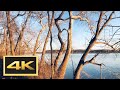 Potomac River and Old Oak Trees in Winter -- Walking Tour in 4K