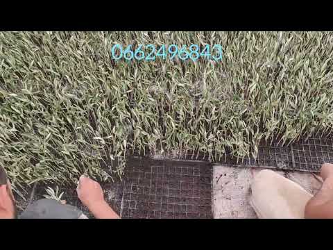 غرش لبوتيرة فى لبلاطو