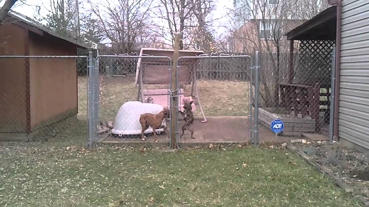 Dog climbs fence YouTube