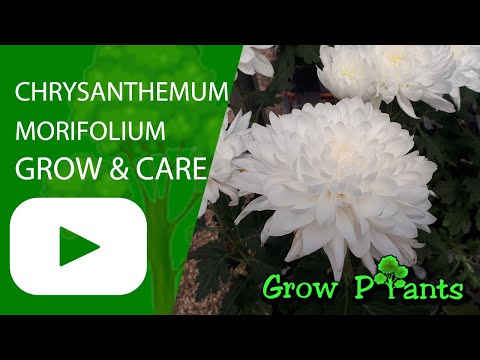 Chrysanthemum morifolium - grow & care (Beautiful cut flower)