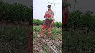 minivlog23 work in farm land shortsfeed shorts priyamaanathozhi priyamaanathozhimano farm