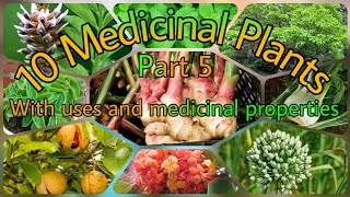 Nature's Pharmacy: 10 Medicinal Plants - Part 5 |  Uses and Healing Properties |