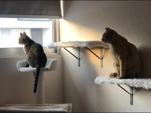 Video: Cómo Construir Estantes Para Gatos