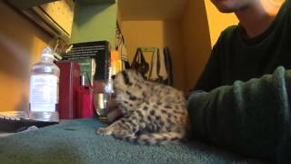 Baby Serval First Feeding