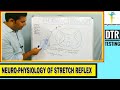 NEUROPHYSIOLOGY OF STRETCH REFLEX / DEEP TENDON REFLEX TESTING