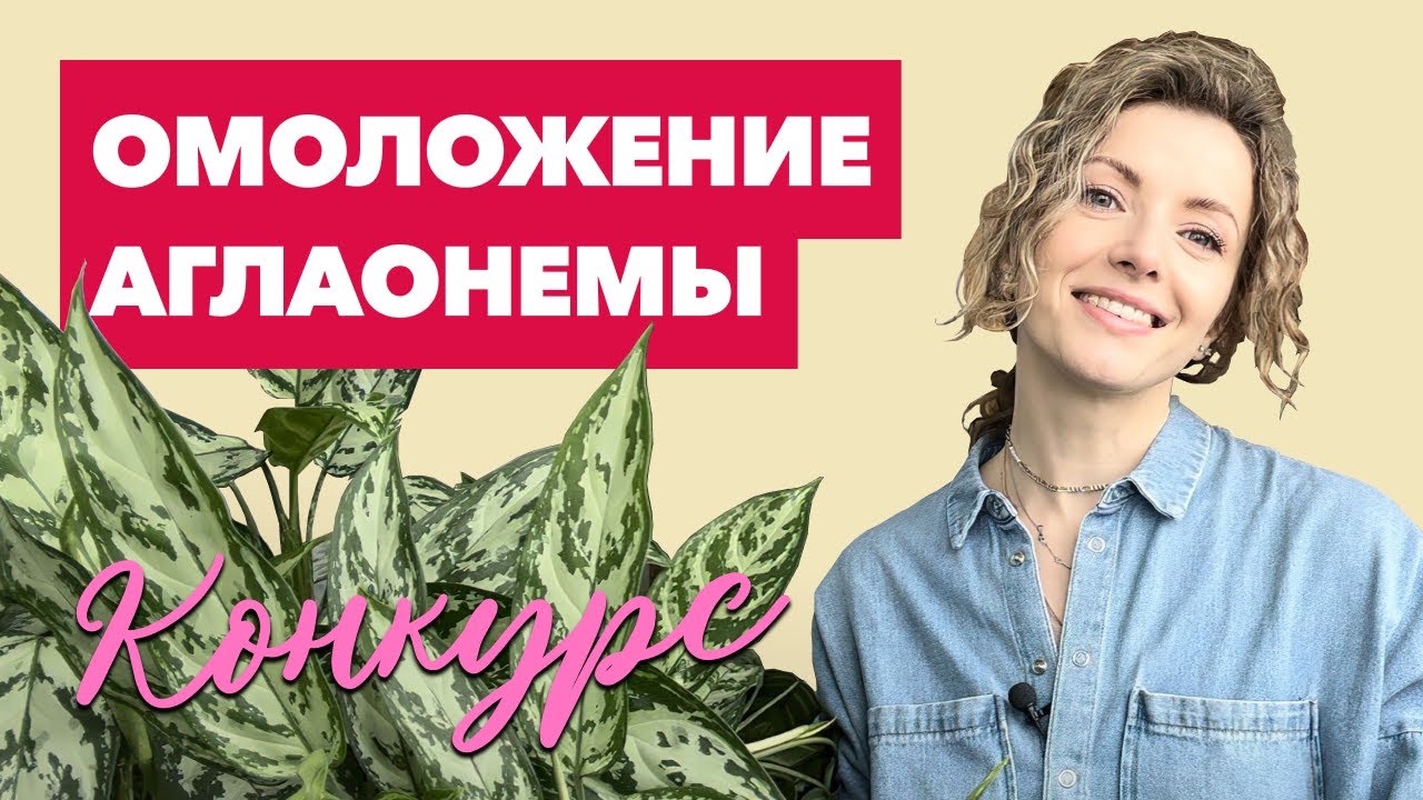 Омоложение аглаонемы » Обрезка, черенкование и замена грунта