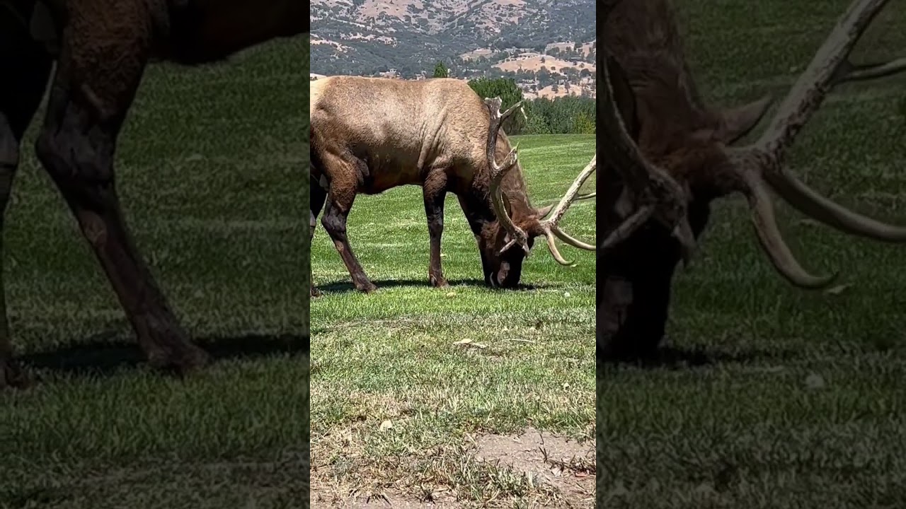 HUGE Elk Eating grass | 