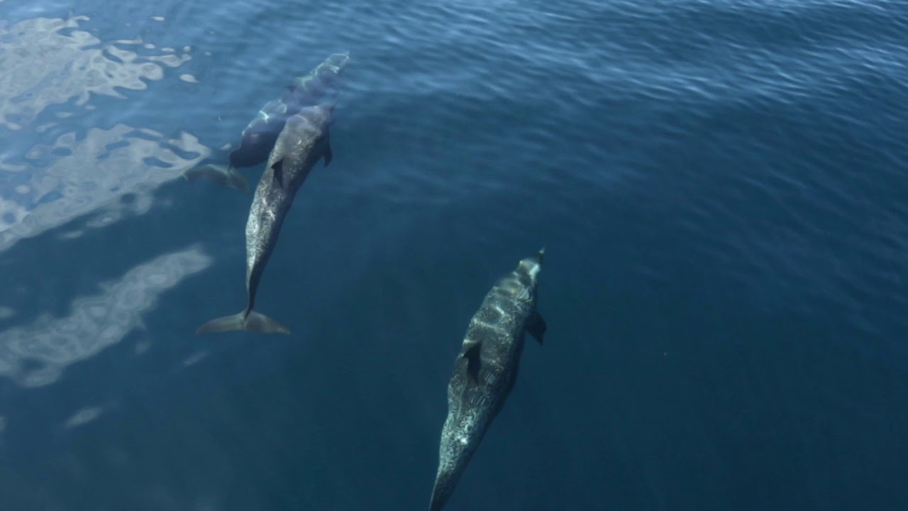 Bonus video  Dolphins off Sailing WaveRiders  bow