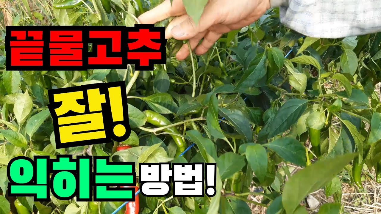 끝물고추 잘 익히는 방법 시험! / 고추다수확 방법 / How to Harvest Chilli YouTube