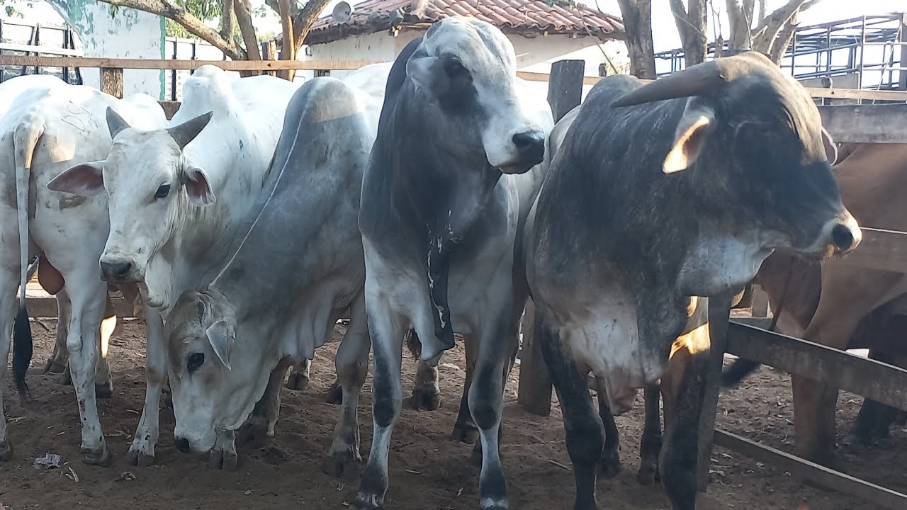 Feira de gado em canafistula de Frei Damião Alagoas 06/01/2025#nordeste
