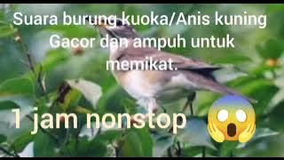 SUARA BURUNG ANIS/KUOKA PUTIH TERBARU, 1 JAM NONSTOP. (DI JAMIN GACOR)