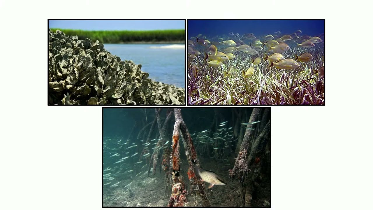 Dr. Mallarie Yeager Presents: How spatial processes influence coastal fish population and...