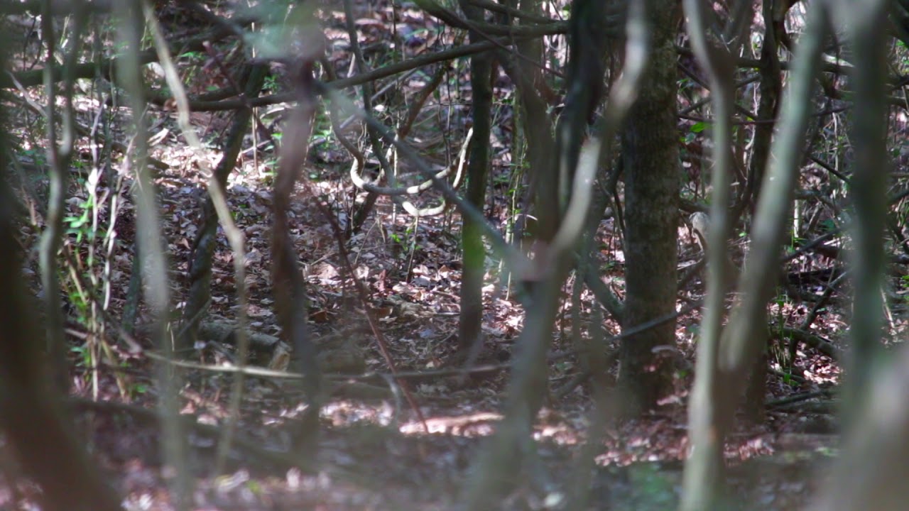 Black-breasted Button Quail (BBBQ) Turnix melanogaster