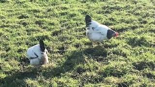 Light Sussex bantam.