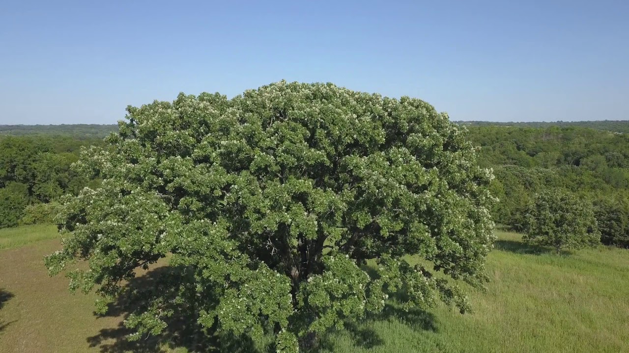 Iowa Deer Hunting Property For Sale YouTube