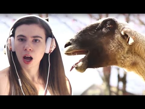 reacting-to-goats-screaming-like-humans!!!