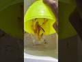 Play fish color so funny #funny #fishpetfun #animals #cartoon #kids #fish