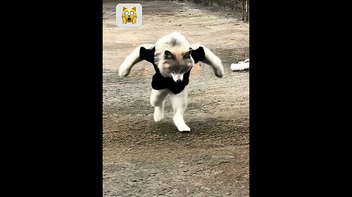 Así vería mi gato si fuera un lobo #PixVerse #ia #gato #lobo #100kviews #destacame #geovisgaming