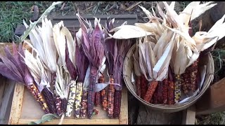 Fall Harvest - Painted Mountain Corn - Fresh Tomatoes - 3Canyons Permaculture Farm Walkabout