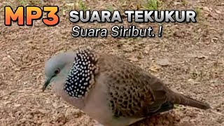 MP3 Suara Tekukur Pikat ll Suara Siribut.!