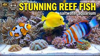 Relaxing Marine Life: STUNNING Reef Picasso Clownfish, Harlequin Tusk, Triggerfish, Tangs screenshot 5