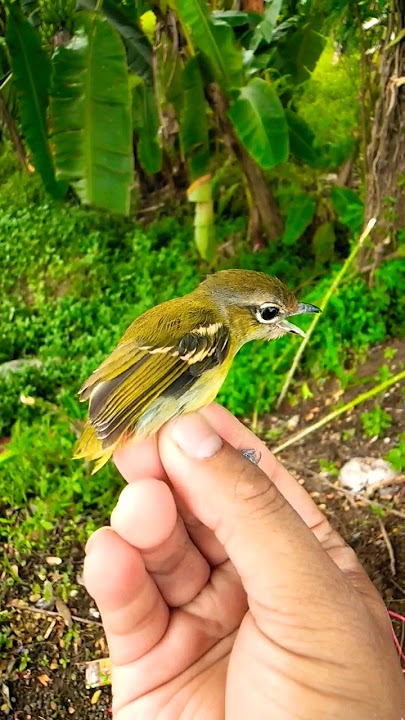 Pelepasan Burung Ciu Kunyit