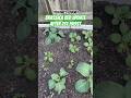 Brassica Bed Update After 1st Frost | Urban Garden | Zone 8A GA || Steffanie’s Journey