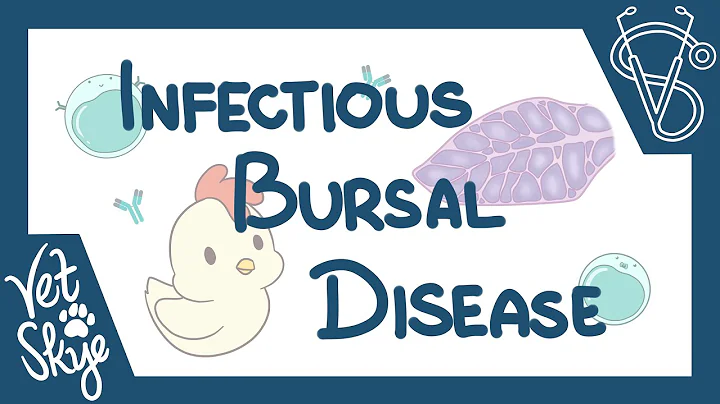 Infectious Bursal Disease - causes, pathophysiology, clinical signs, diagnosis, treatment - DayDayNews