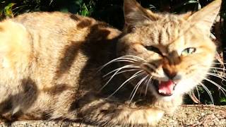 塀の上で鳴いてる野良猫、近づいたら逃げられました。