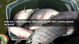 Raising Tilapia Fish -- Why Farm Tilapia.mp4