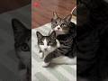 CATS FUNNY CUTE VIDEOS 🐾 742