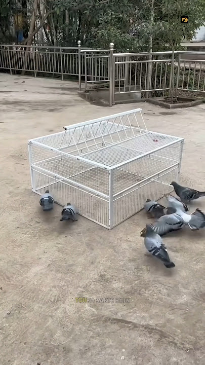 Unique Bird's Cage 😳