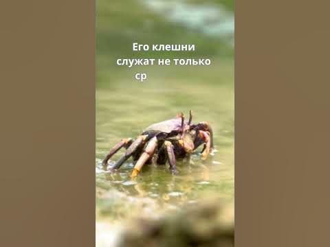 Морской краб - YouTube