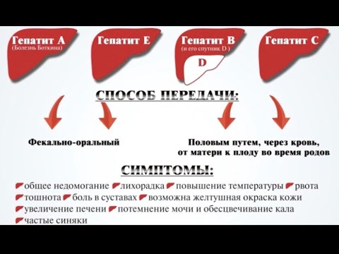 Вирусные гепатиты и их профилактика.
