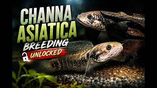 Why Most People Fail to Breed Channa Asiatica