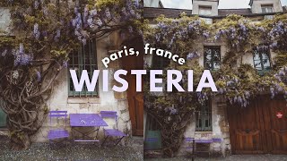 WISTERIA IN PARIS 💜 (better than cherry blossom season?)