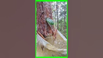 Unlock the Secret Skill of Scraping Resin Bark Pine Trees for MASSIVE Resin Yields #nature #funny