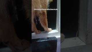 when her friends visit at home to play. #funnyshorts #viralshorts #germanshepherd #dogshorts