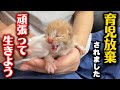 生後1日目の子猫…頑張って生きてます