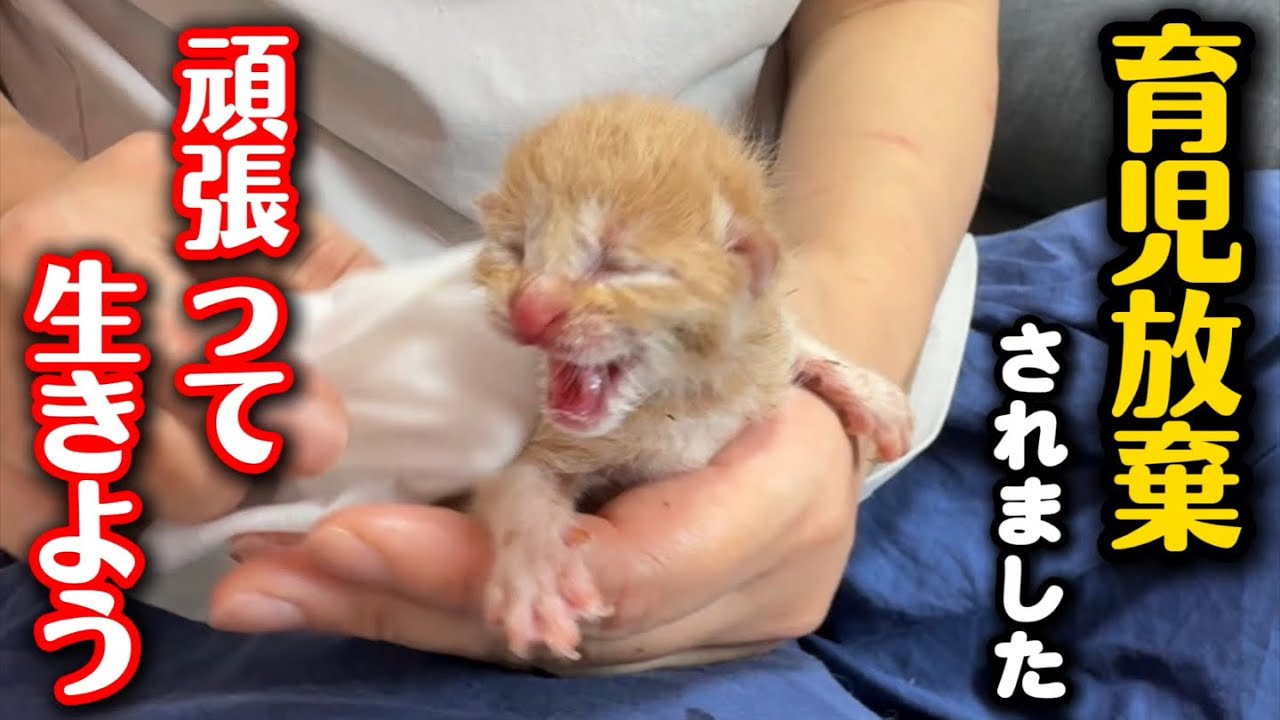 生後1日目の子猫…頑張って生きてます