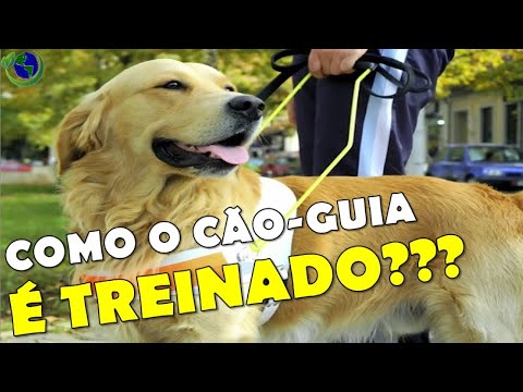 Vídeo: Etiqueta Do Guia Do Cão: 4 Proibições Ao Abordar Cães-guia