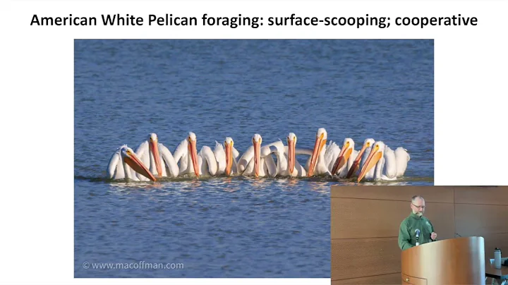 Louisiana Brown Pelicans: Past, Present & Future w...