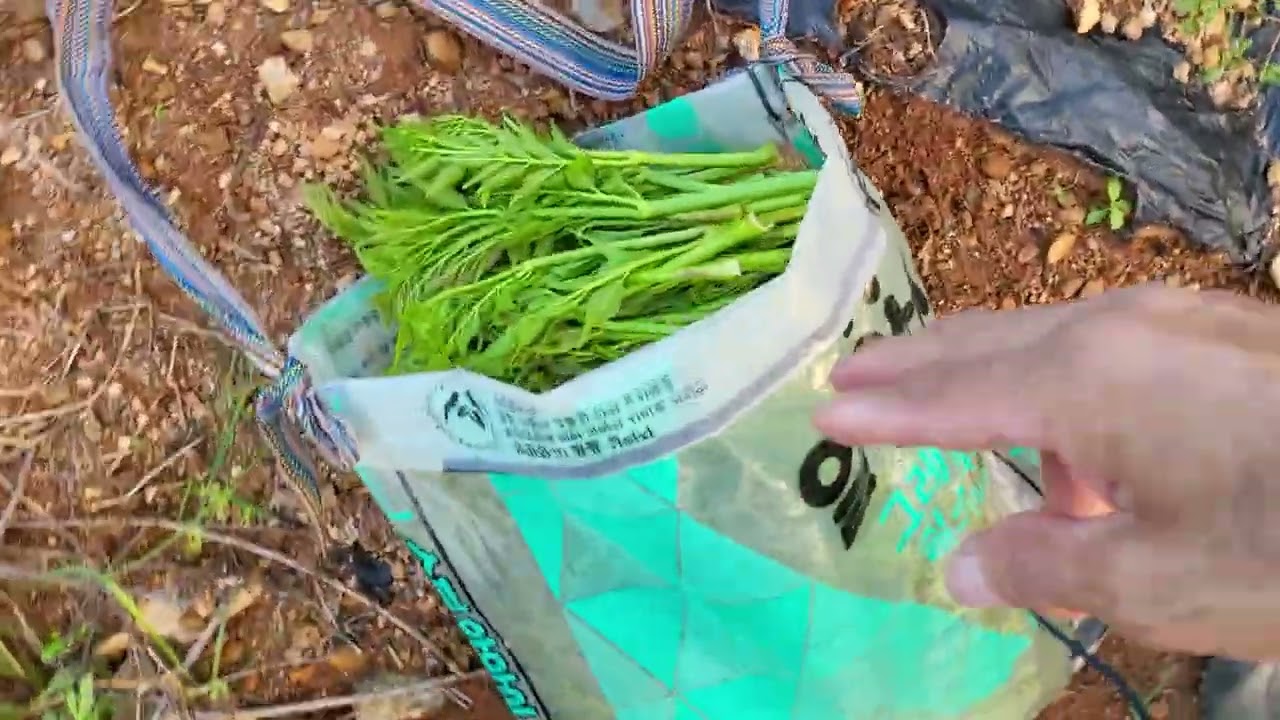 둥지농원 9월22일 지금도 두릅수확이 가능할까요?