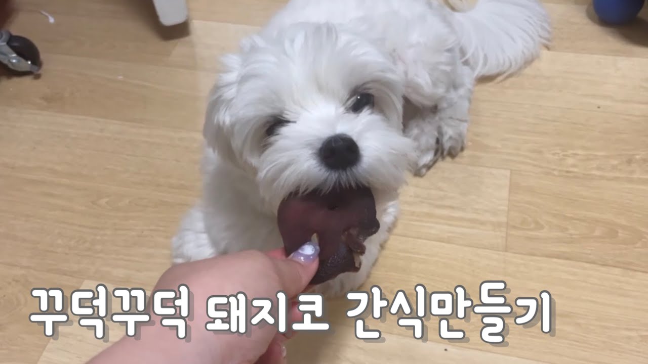 약혐 ⚠️ / 강아지 건조간식 / 돼지코 간식만들기 🐽