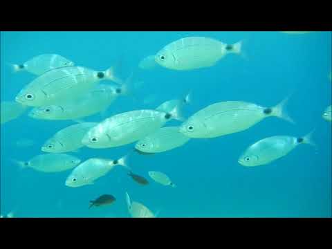 Kefalonia - Antisamos