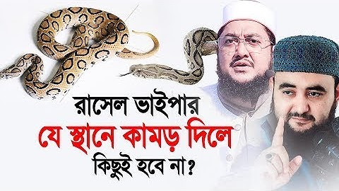 রাসেল ভাইপার যেস্থানে কামড় দিলে কিছুই হবে না ! Shaikh Ahmadullah 2024
