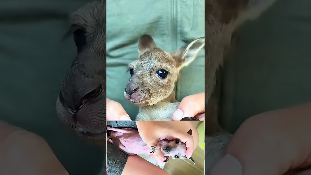 Rejeitado pela própria mãe, este pequeno canguru encontrou o amor da forma mais inesperada. ❤️