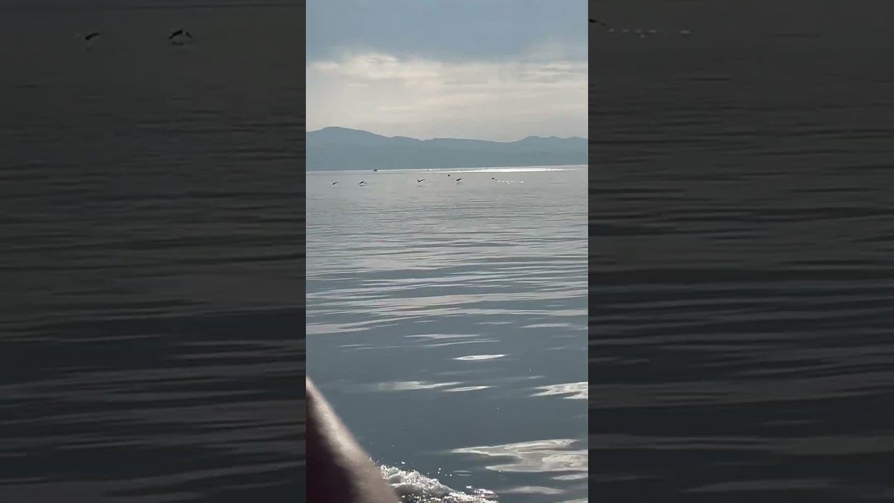 A spot of bird watching on tonight’s evening tour with Alan’s Boat trip ❤️ 