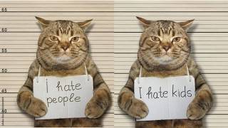 🔥🤪 Get Ready to Laugh: 1 Hour of the Funniest Cat Fails Ever! 🔥🤪