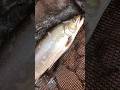 Catching big brook trout on the lure! #fishing #fishingvideo #catchandcook #troutfishing #seatrout